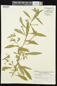 Ludwigia peploides image