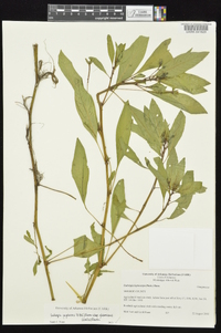 Ludwigia peploides subsp. glabrescens image