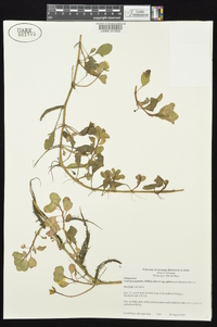 Ludwigia peploides image