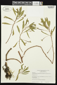 Ludwigia peploides subsp. glabrescens image