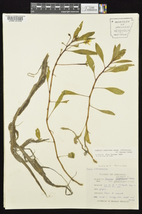 Ludwigia peploides image