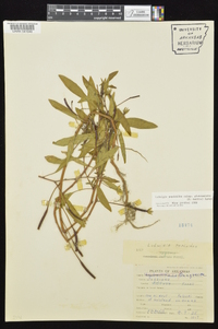 Ludwigia peploides image