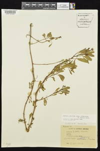 Ludwigia peploides subsp. glabrescens image