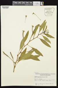 Ludwigia peploides image