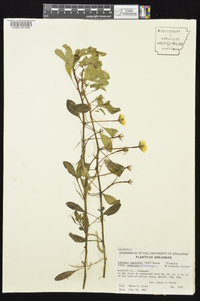 Ludwigia peploides subsp. glabrescens image