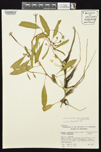 Ludwigia peploides subsp. glabrescens image