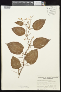 Reynoutria japonica image