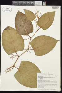 Reynoutria japonica image