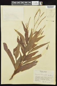 Persicaria glabra image