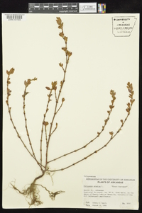 Polygonum erectum image