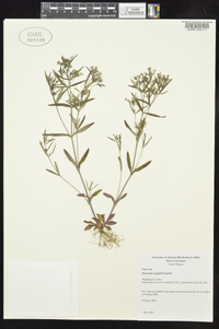 Houstonia longifolia image