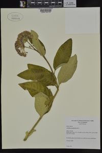 Asclepias purpurascens image