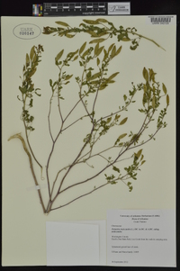 Polanisia dodecandra subsp. dodecandra image