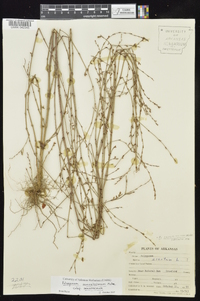 Polygonum ramosissimum subsp. ramosissimum image