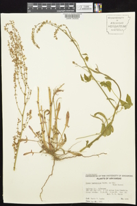 Rumex hastatulus image