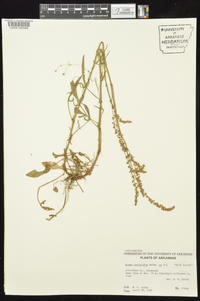 Rumex hastatulus image