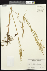 Rumex hastatulus image