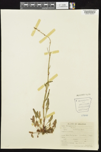 Rumex hastatulus image