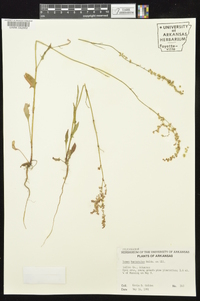 Rumex hastatulus image