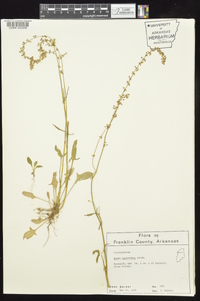 Rumex hastatulus image