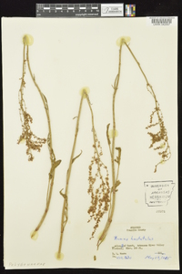 Rumex hastatulus image