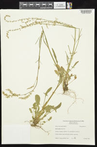 Rumex hastatulus image