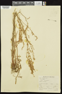 Rumex hastatulus image