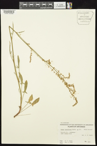 Rumex hastatulus image