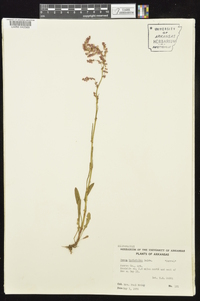 Rumex hastatulus image