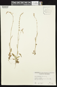 Rumex hastatulus image