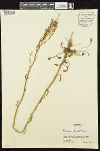 Rumex hastatulus image