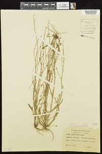 Rumex hastatulus image