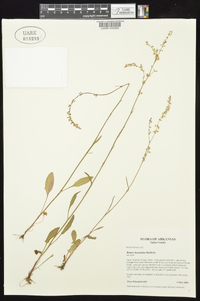 Rumex hastatulus image