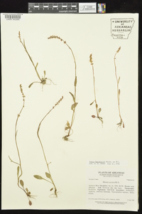 Rumex hastatulus image