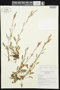 Rumex hastatulus image