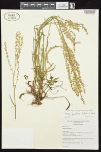 Rumex hastatulus image