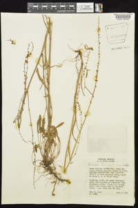 Rumex hastatulus image