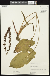 Rumex obtusifolius image