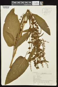 Rumex obtusifolius image