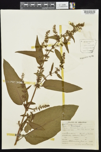 Rumex obtusifolius image