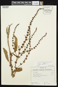 Rumex pulcher image