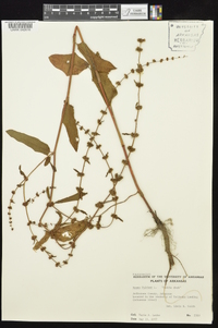 Rumex pulcher image