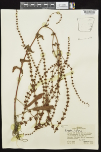 Rumex pulcher image