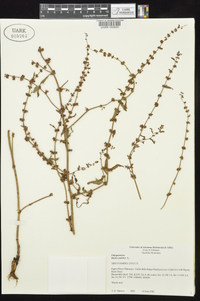 Rumex pulcher image