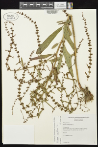 Rumex pulcher image