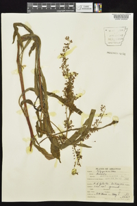 Rumex verticillatus image