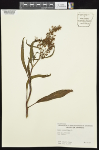 Rumex verticillatus image