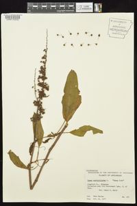 Rumex verticillatus image