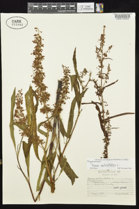 Rumex verticillatus image