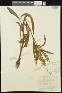 Rumex verticillatus image